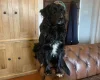Mixed Breed