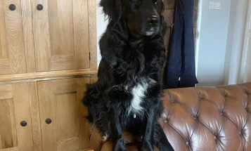 Mixed Breed