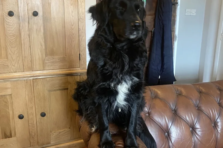 Mixed Breed