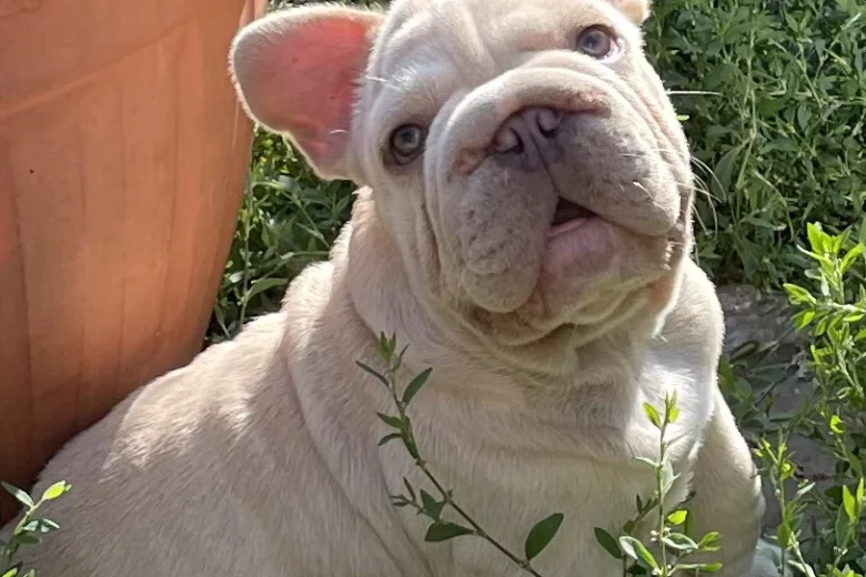 French Bulldog