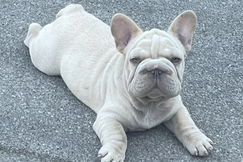 French Bulldog