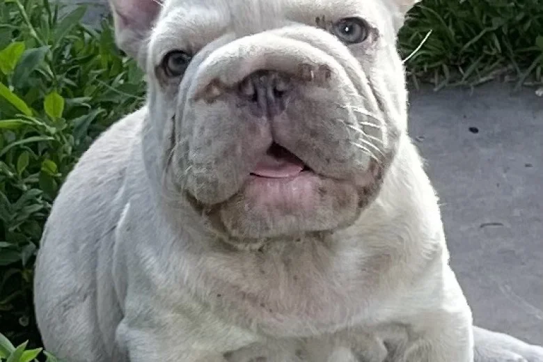 French Bulldog
