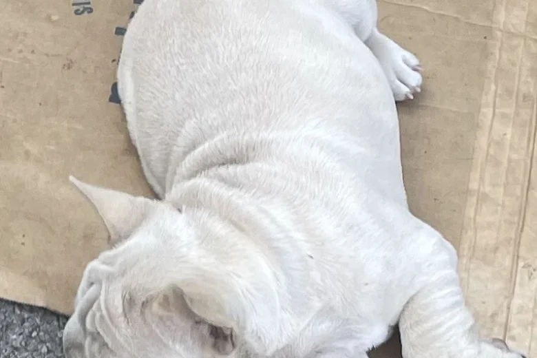 French Bulldog