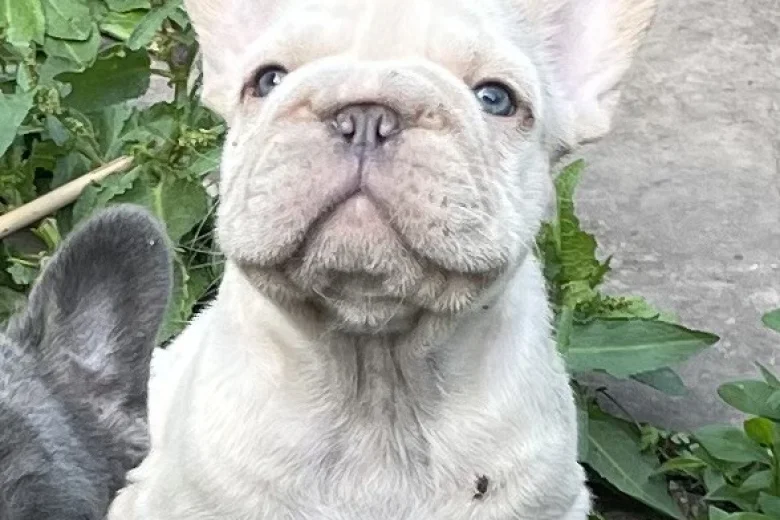 French Bulldog