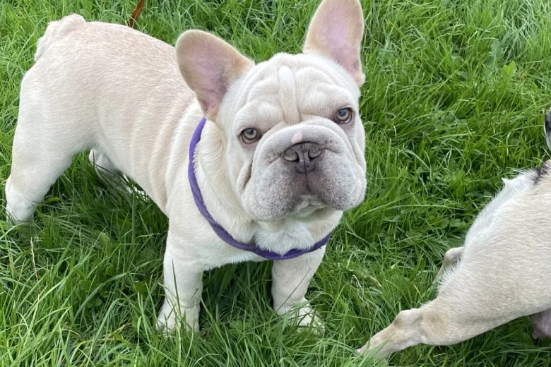 French Bulldog