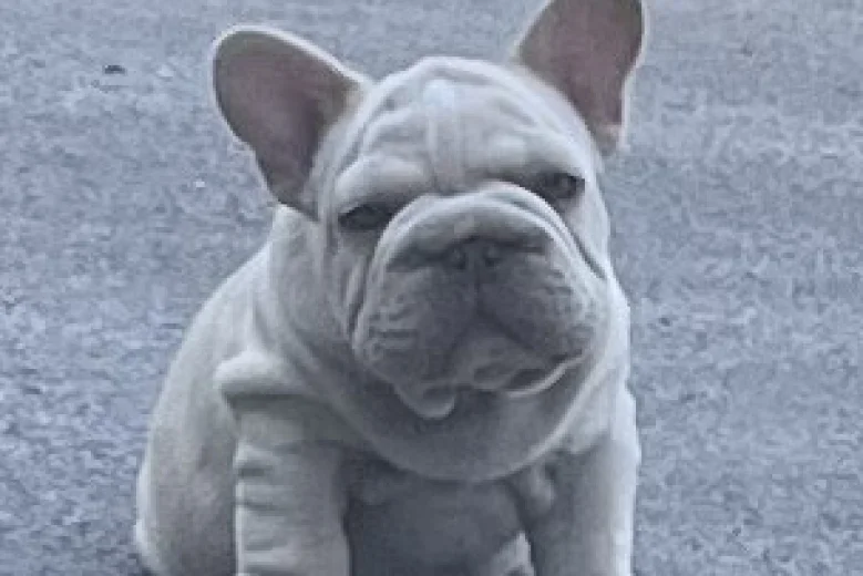 French Bulldog