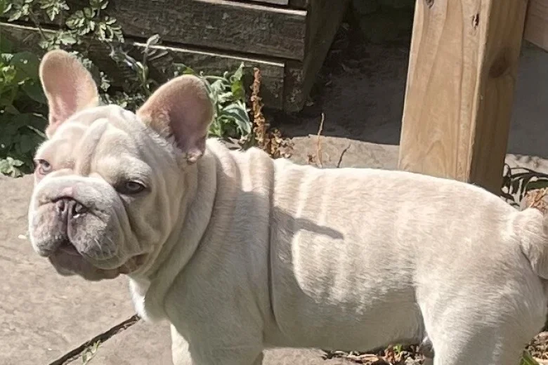 French Bulldog