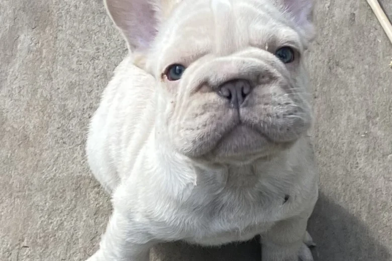 French Bulldog