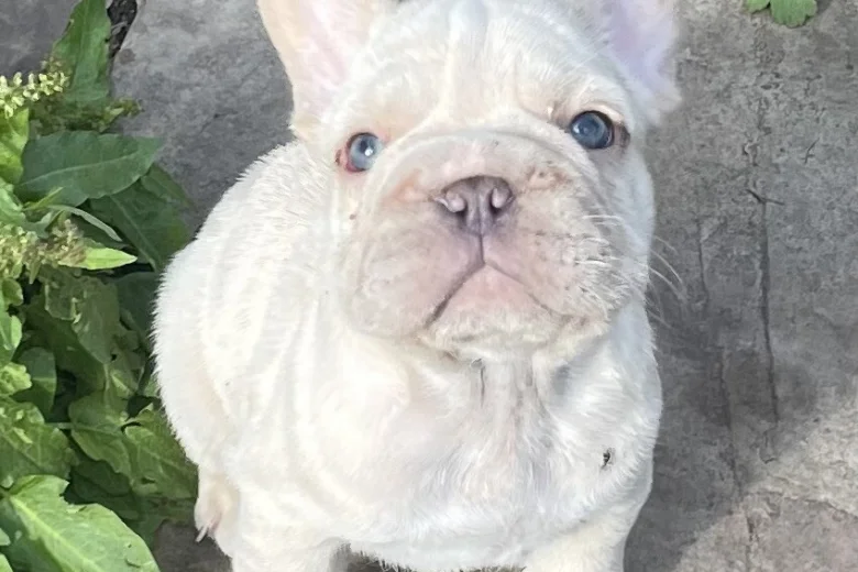 French Bulldog