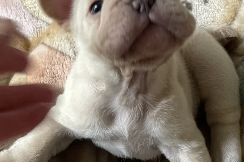 French Bulldog