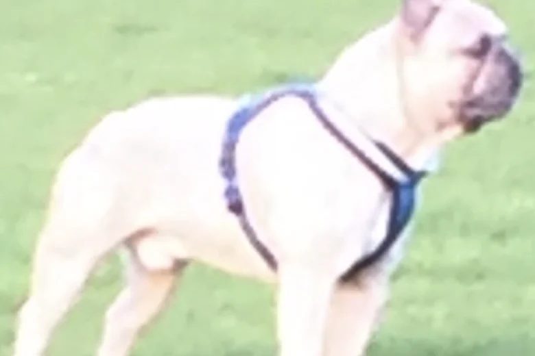 French Bulldog