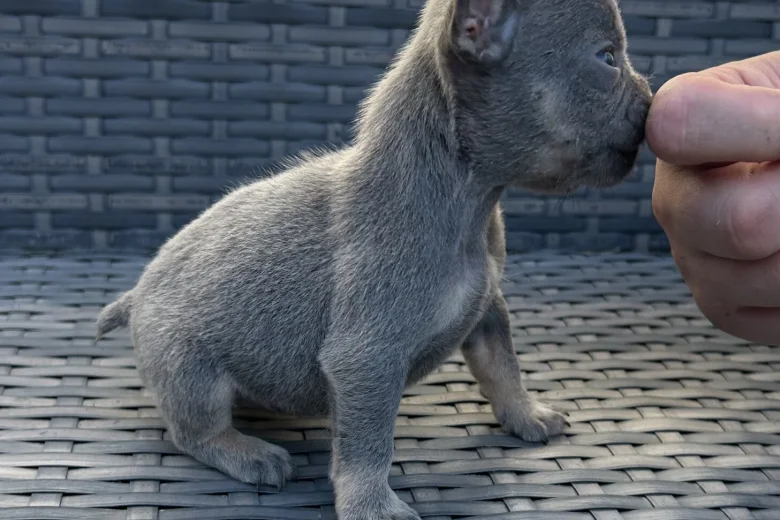 French Bulldog