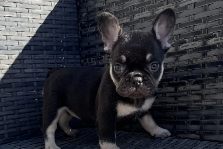 French Bulldog