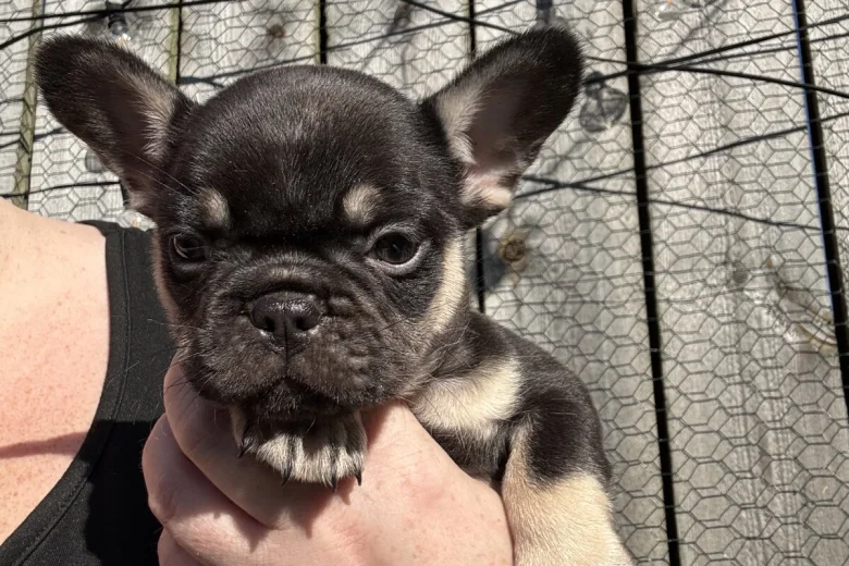 French Bulldog