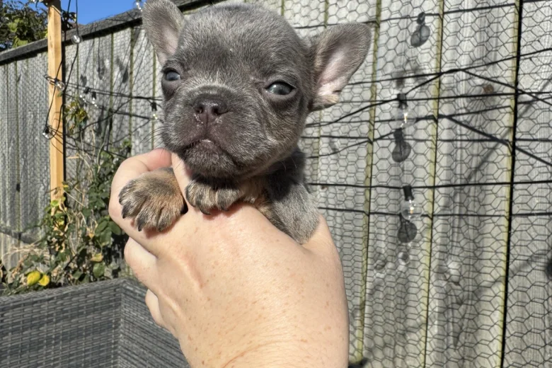 French Bulldog