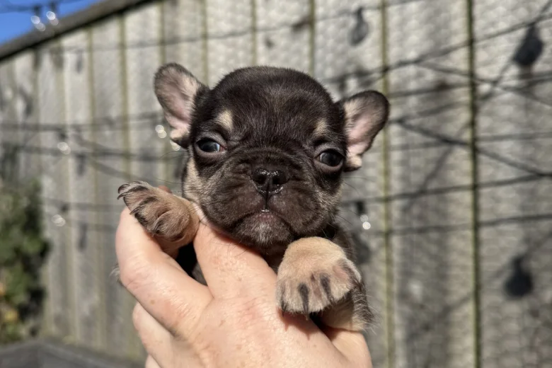 French Bulldog