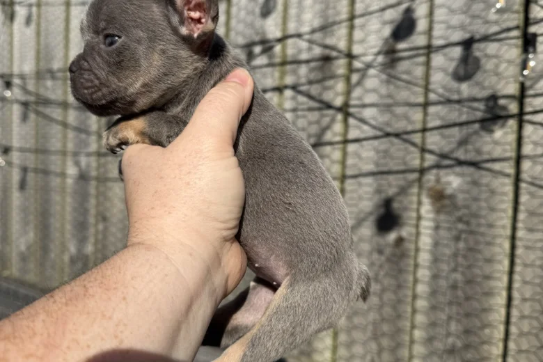 French Bulldog