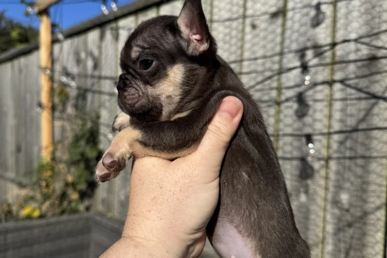 French Bulldog