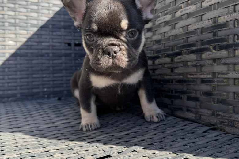 French Bulldog