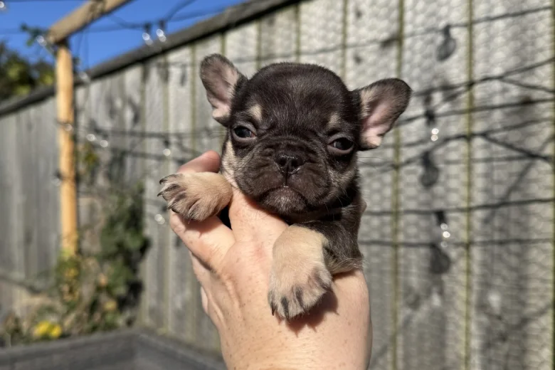 French Bulldog