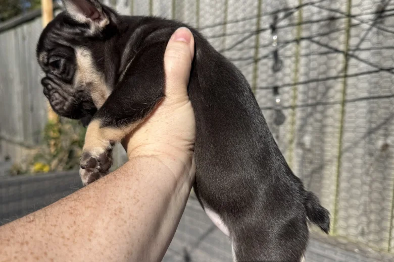 French Bulldog