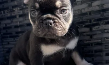 French Bulldog