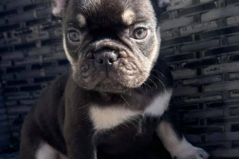 French Bulldog
