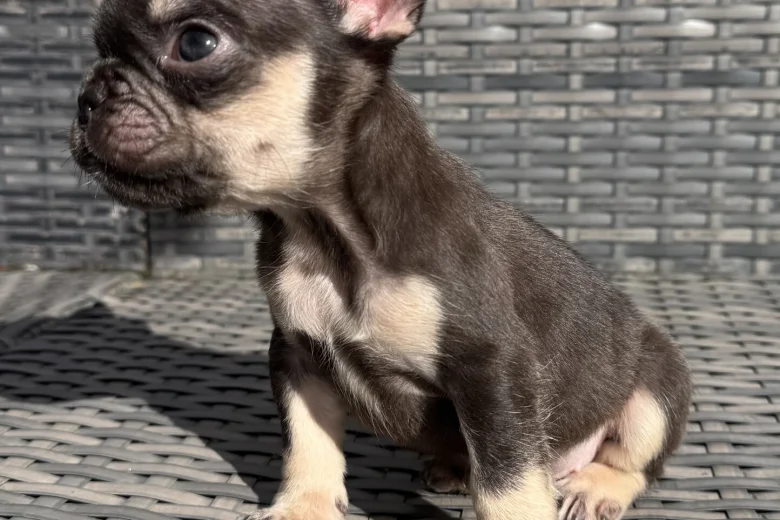 French Bulldog