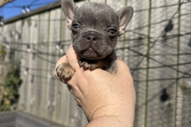 French Bulldog