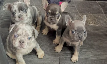 French Bulldog