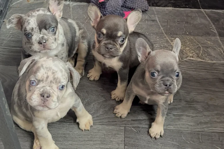 French Bulldog