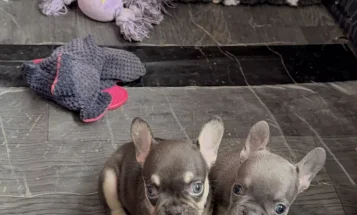 French Bulldog