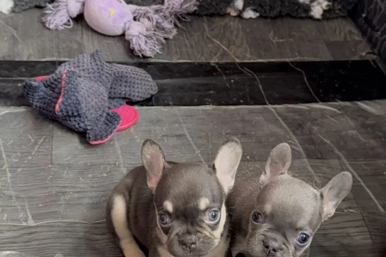 French Bulldog