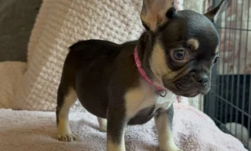 French Bulldog
