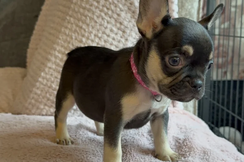 French Bulldog