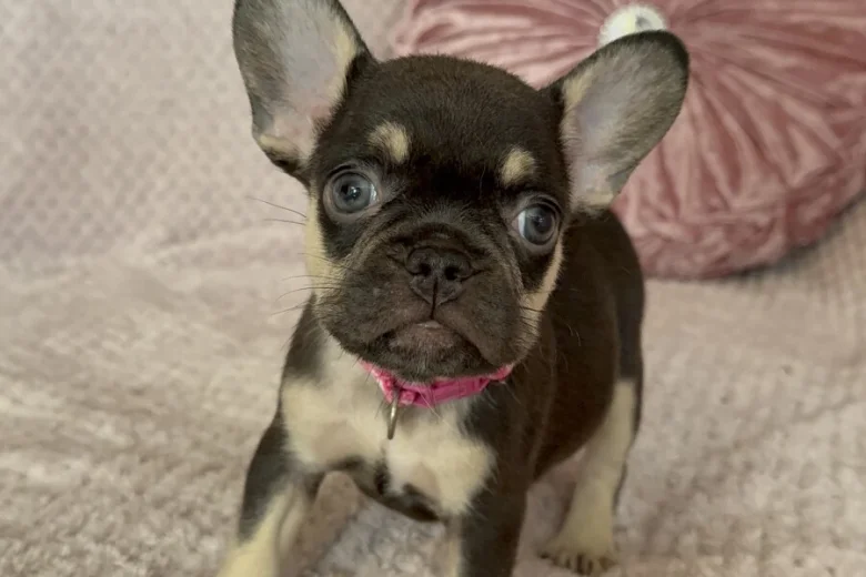 French Bulldog
