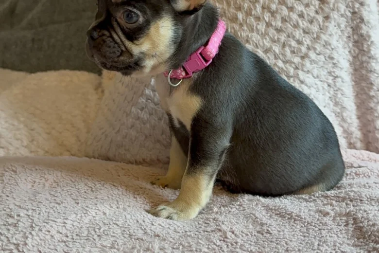French Bulldog