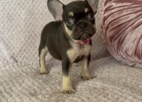 Puppy 3