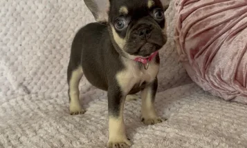 French Bulldog