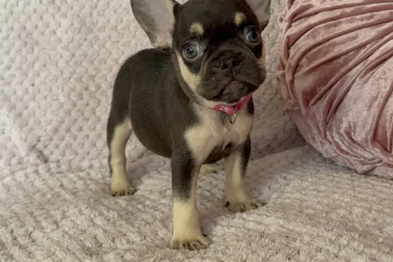 French Bulldog