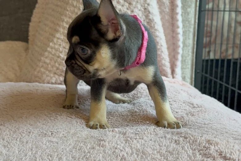 French Bulldog