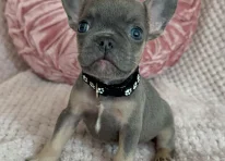 Puppy 4