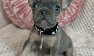 French Bulldog