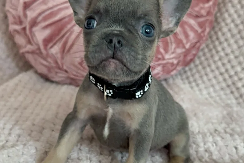 French Bulldog