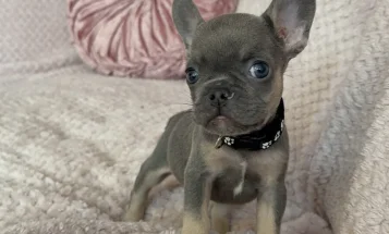 French Bulldog