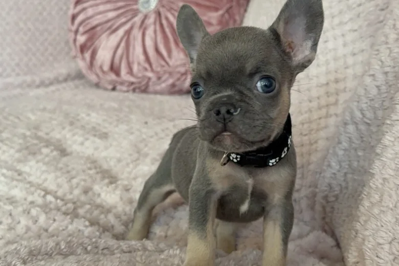French Bulldog