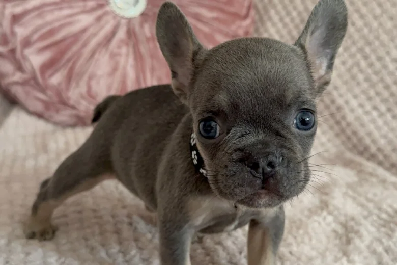 French Bulldog