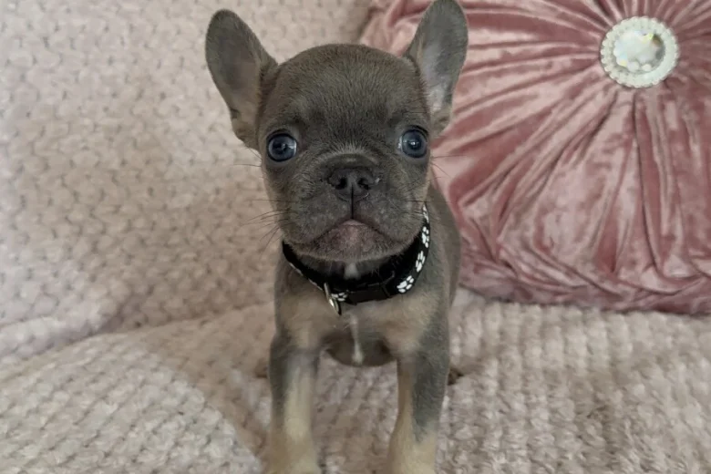 French Bulldog