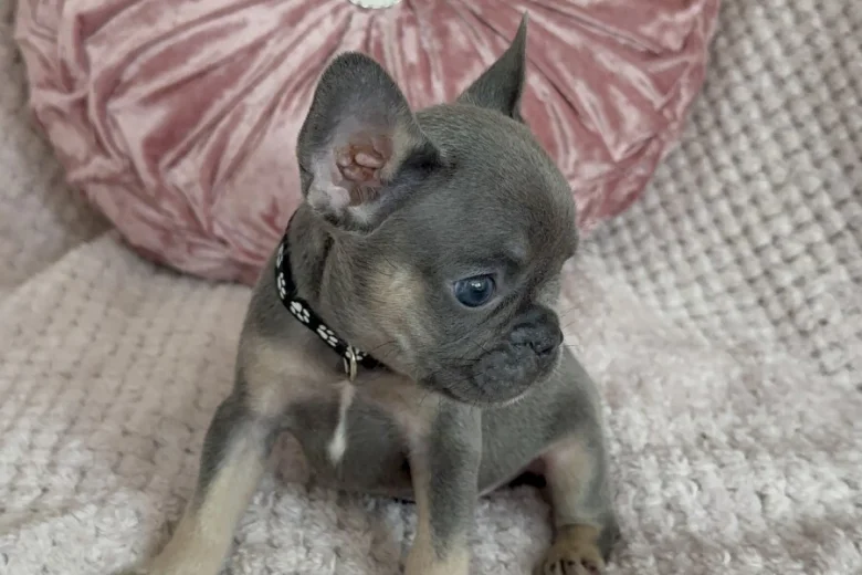 French Bulldog