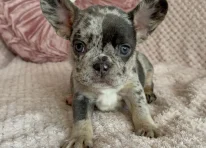 Puppy 1